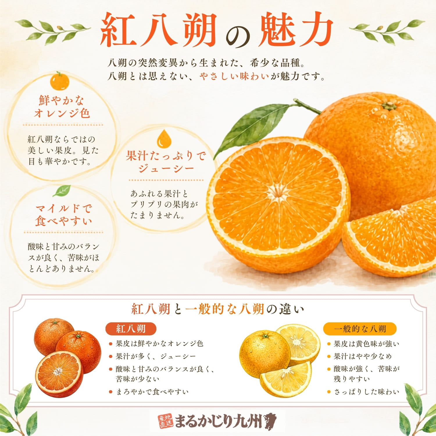 完熟紅八朔の特徴を紹介したインフォグラフィック