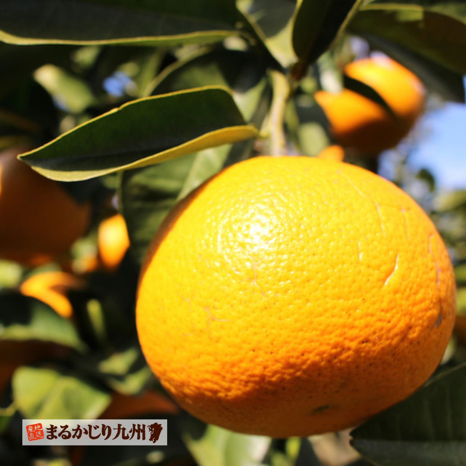 八朔本来の美味しさを引き出すため、長年にわたり努力を重ねてきました。