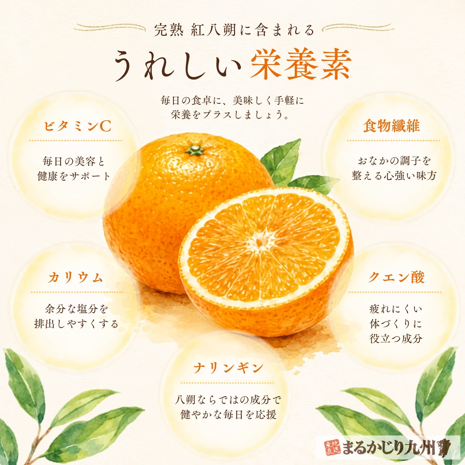 完熟紅八朔に含まれる栄養素を紹介したインフォグラフィック