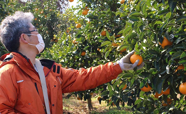 佐賀県太良町の鹿島みかん園で育てられた、甘くてジューシーな紅ハッサク。