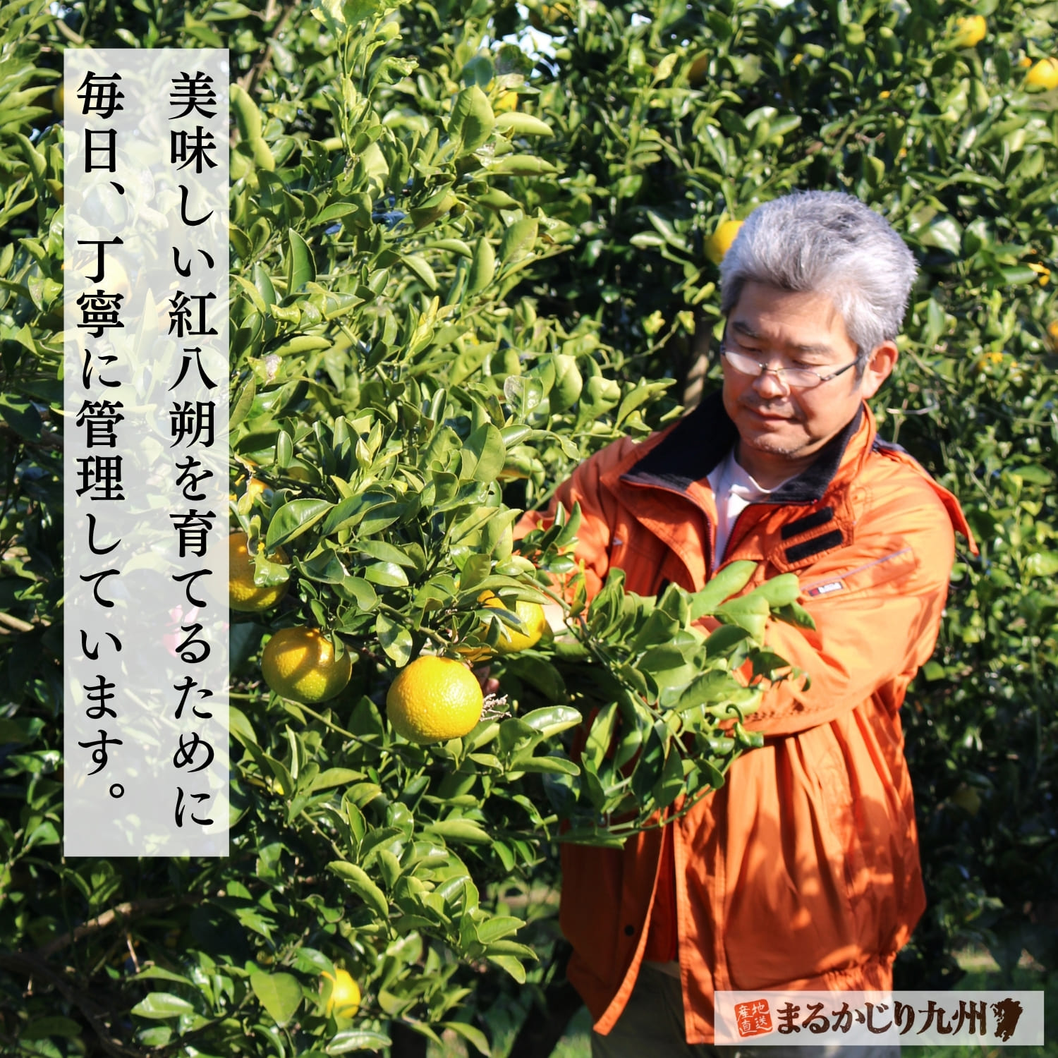 有機栽培で管理される紅八朔の果樹園