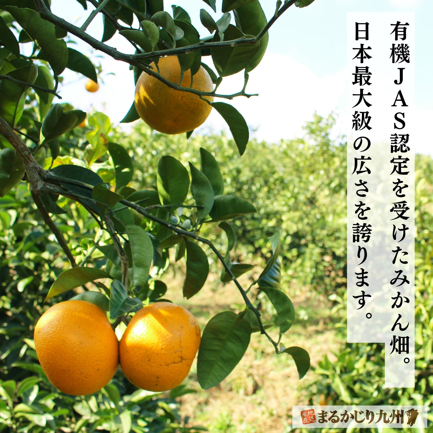 佐賀県佐藤農場の紅八朔果樹園