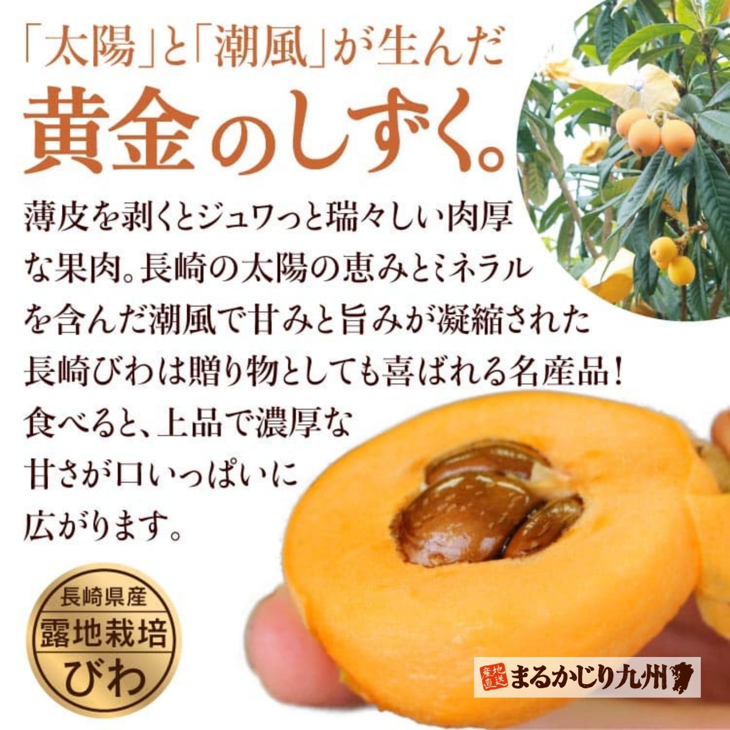 「太陽」と「潮風」が生んだ黄金のしずく