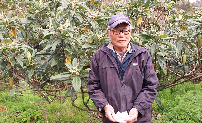 ベテランびわ農家　山崎さん