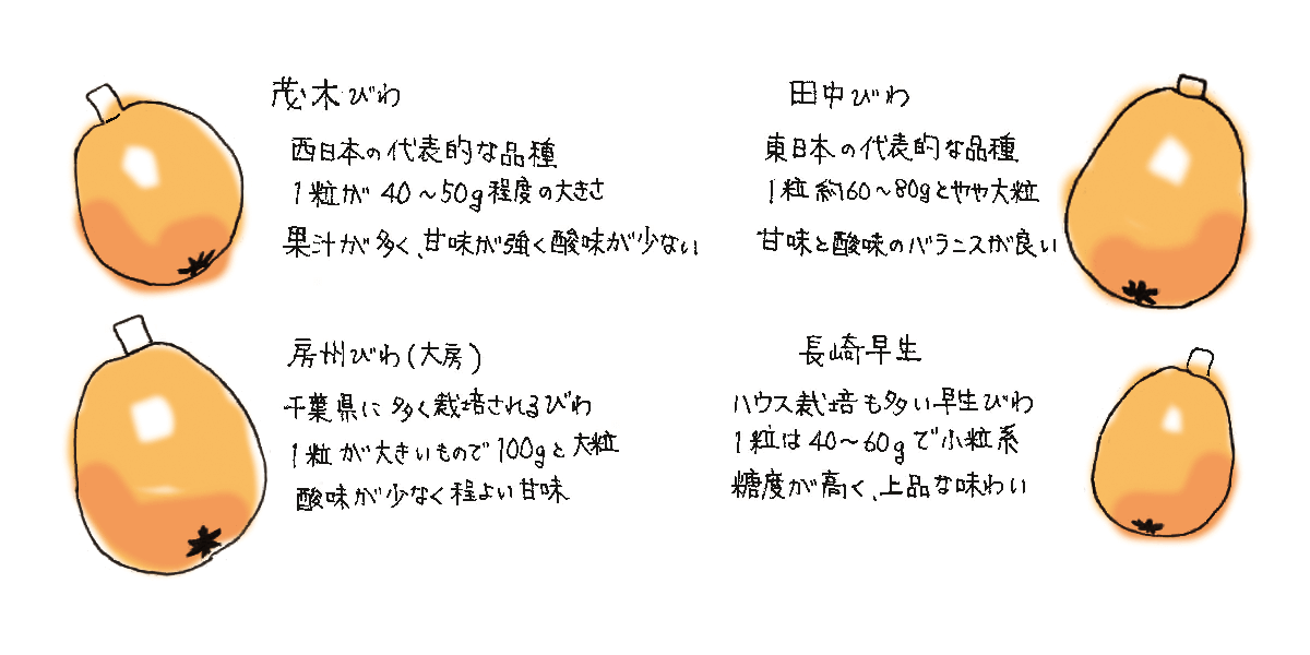 代表的なびわの品種