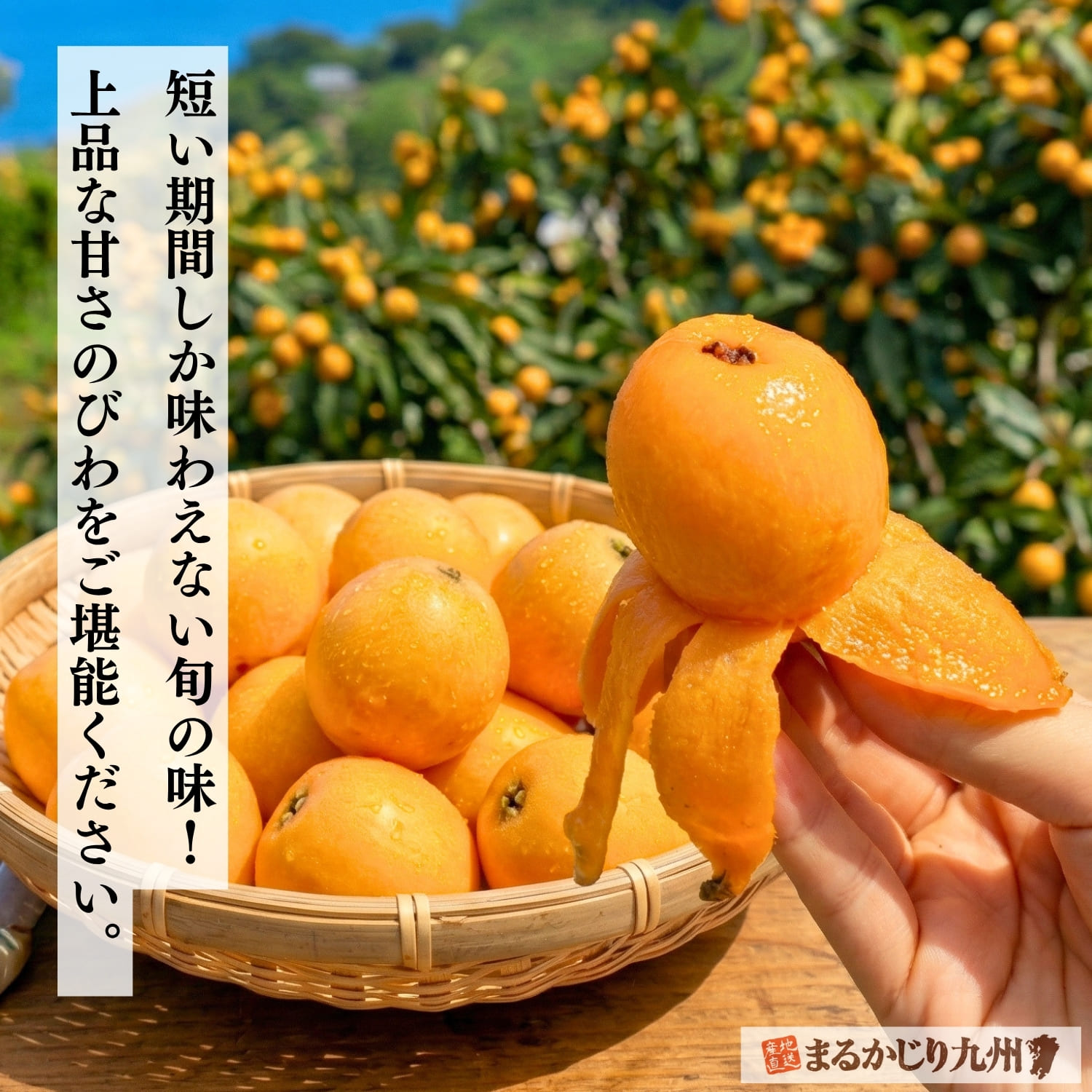 長崎県から甘くて美味しい旬のびわを産地直送！