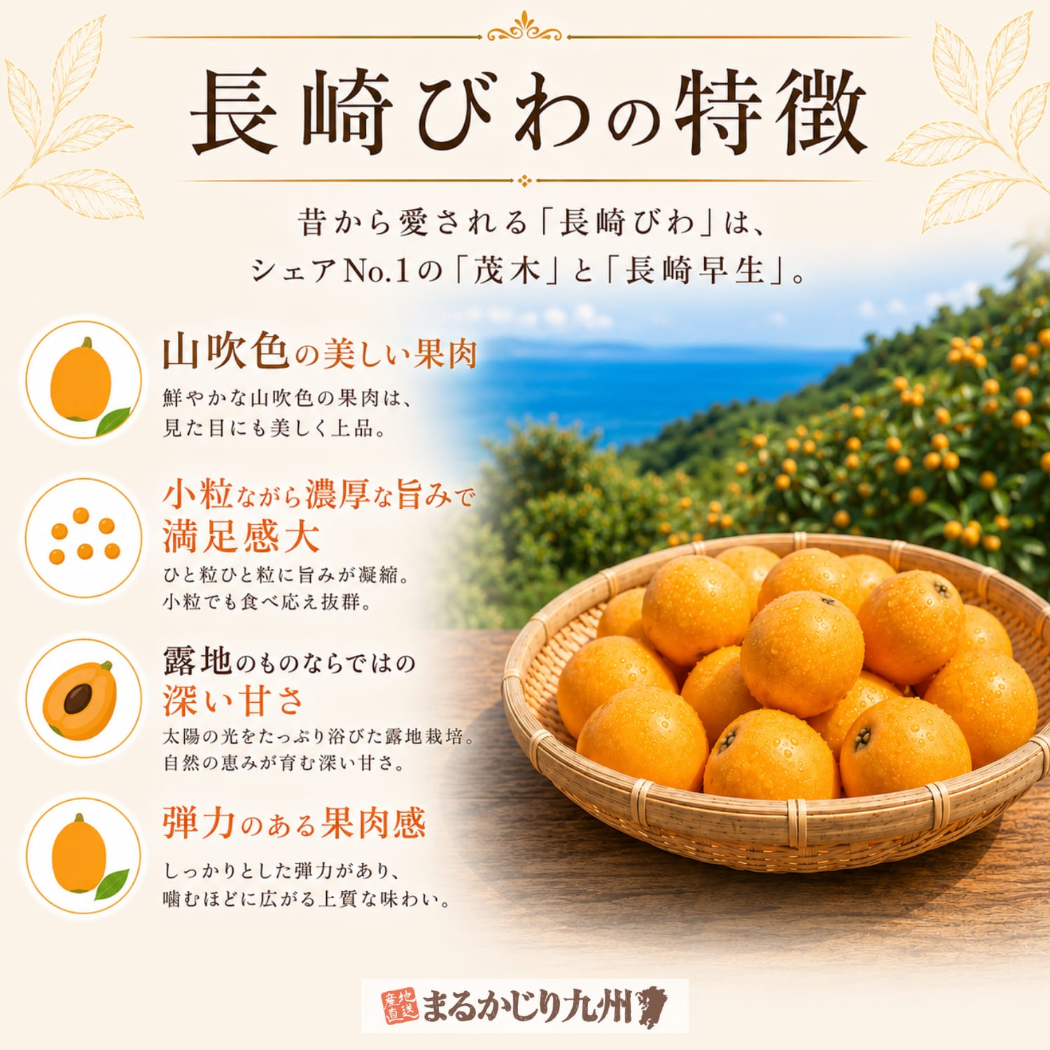 長崎びわの特徴をまとめたインフォグラフィック。山吹色の果肉や濃厚な甘み、露地栽培ならではの深い甘さなどを紹介