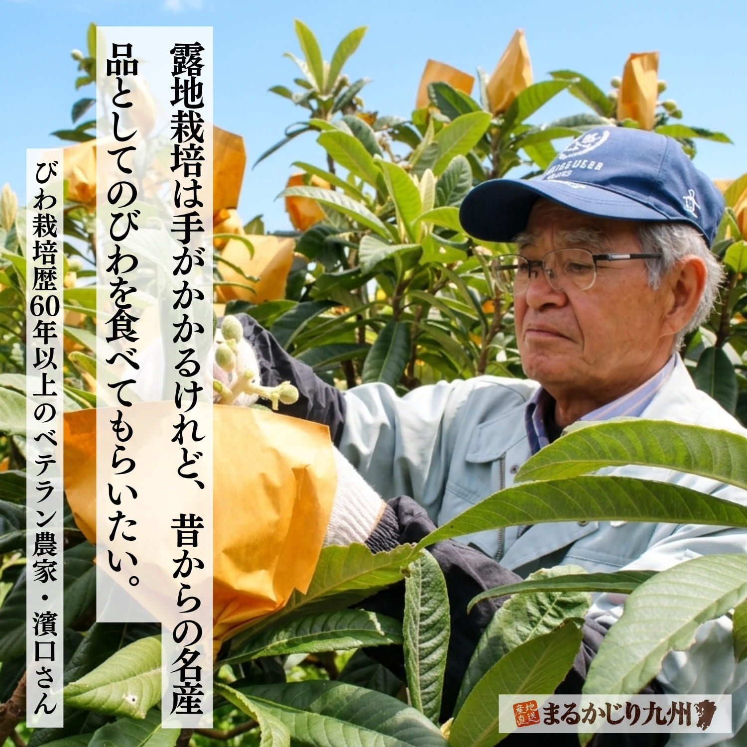 長崎びわのベテラン農家