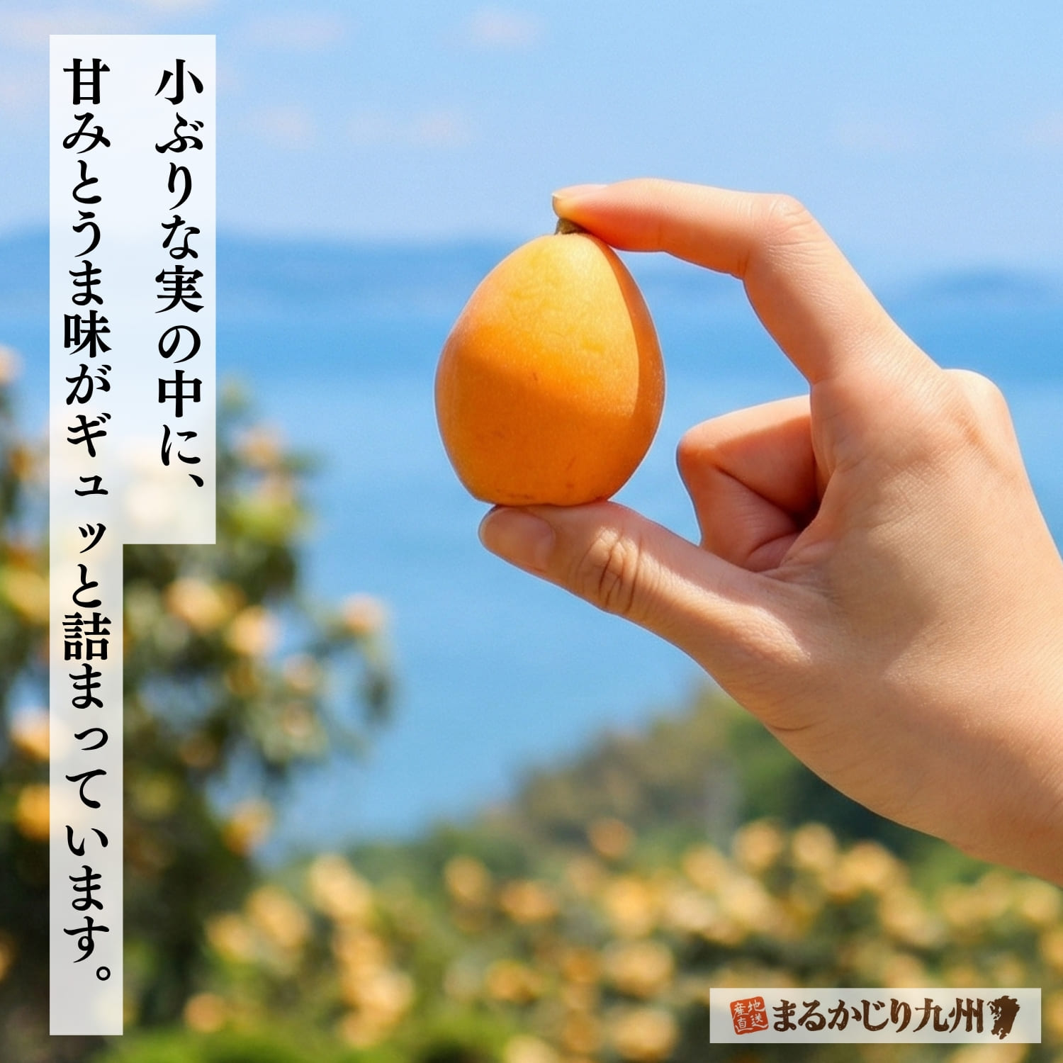 味が濃くてうま味たっぷりの長崎びわ