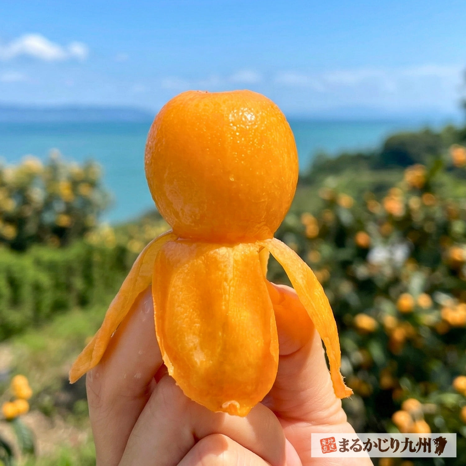 果汁たっぷりで瑞々しい長崎びわ