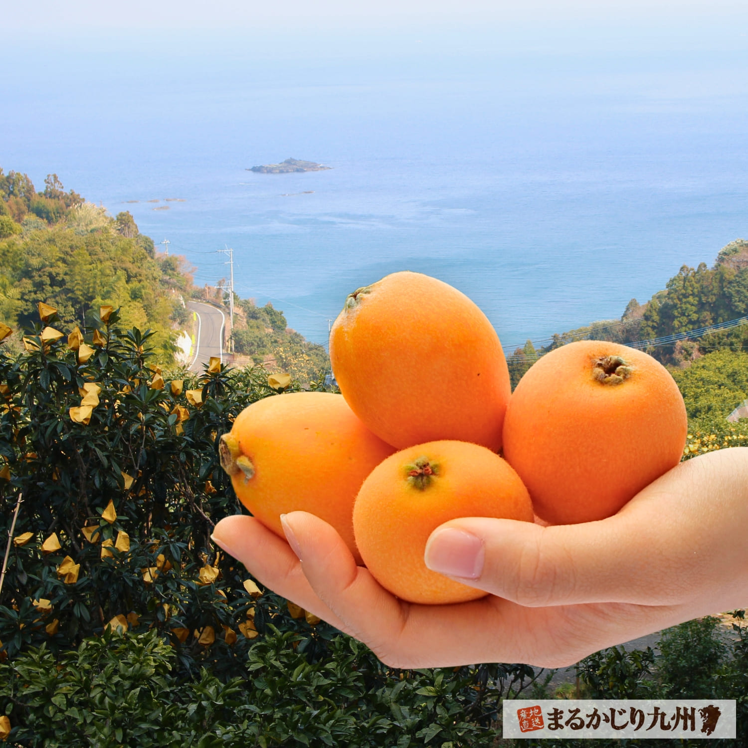 長崎県のびわ畑と長崎県産びわ