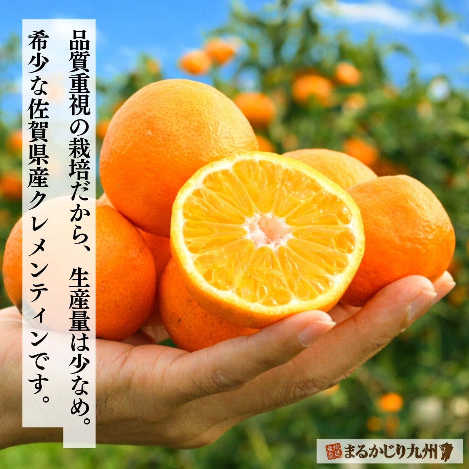 クレメンティン】希少な柑橘を佐賀県太良町より通販でお取り寄せ