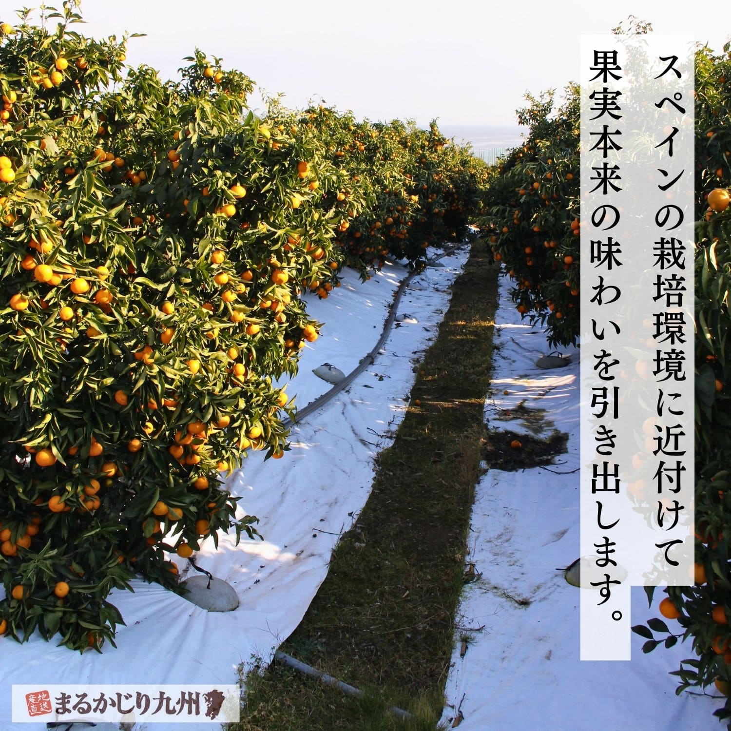 防水シートを敷いて管理されたクレメンティン畑