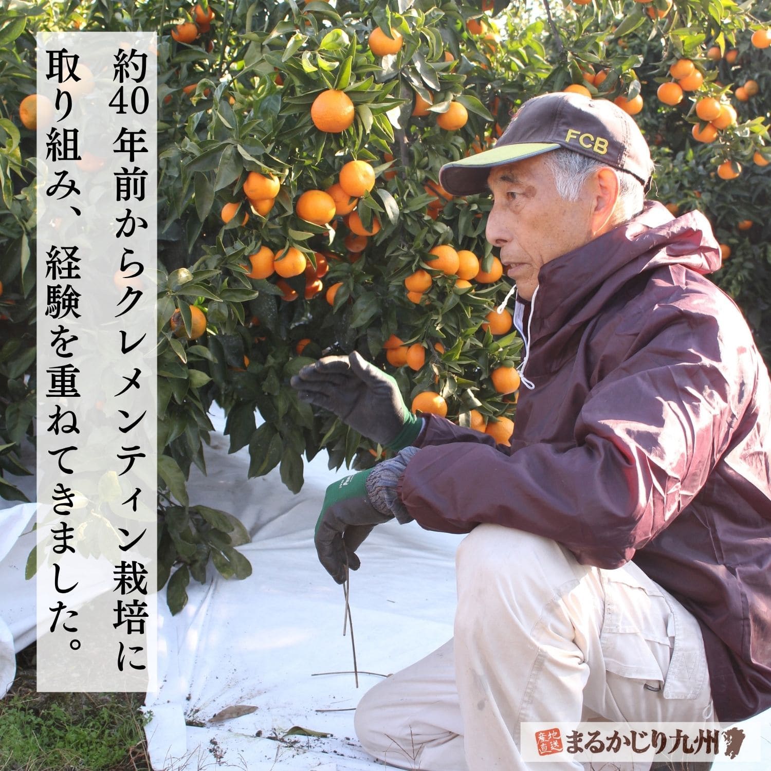 クレメンティン】希少な柑橘を佐賀県太良町より通販でお取り寄せ