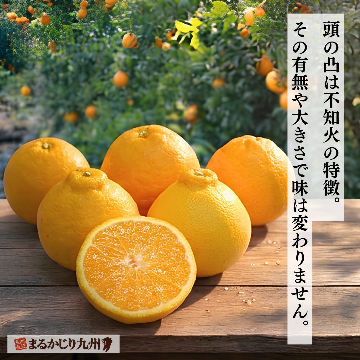 特徴的なデコがある不知火