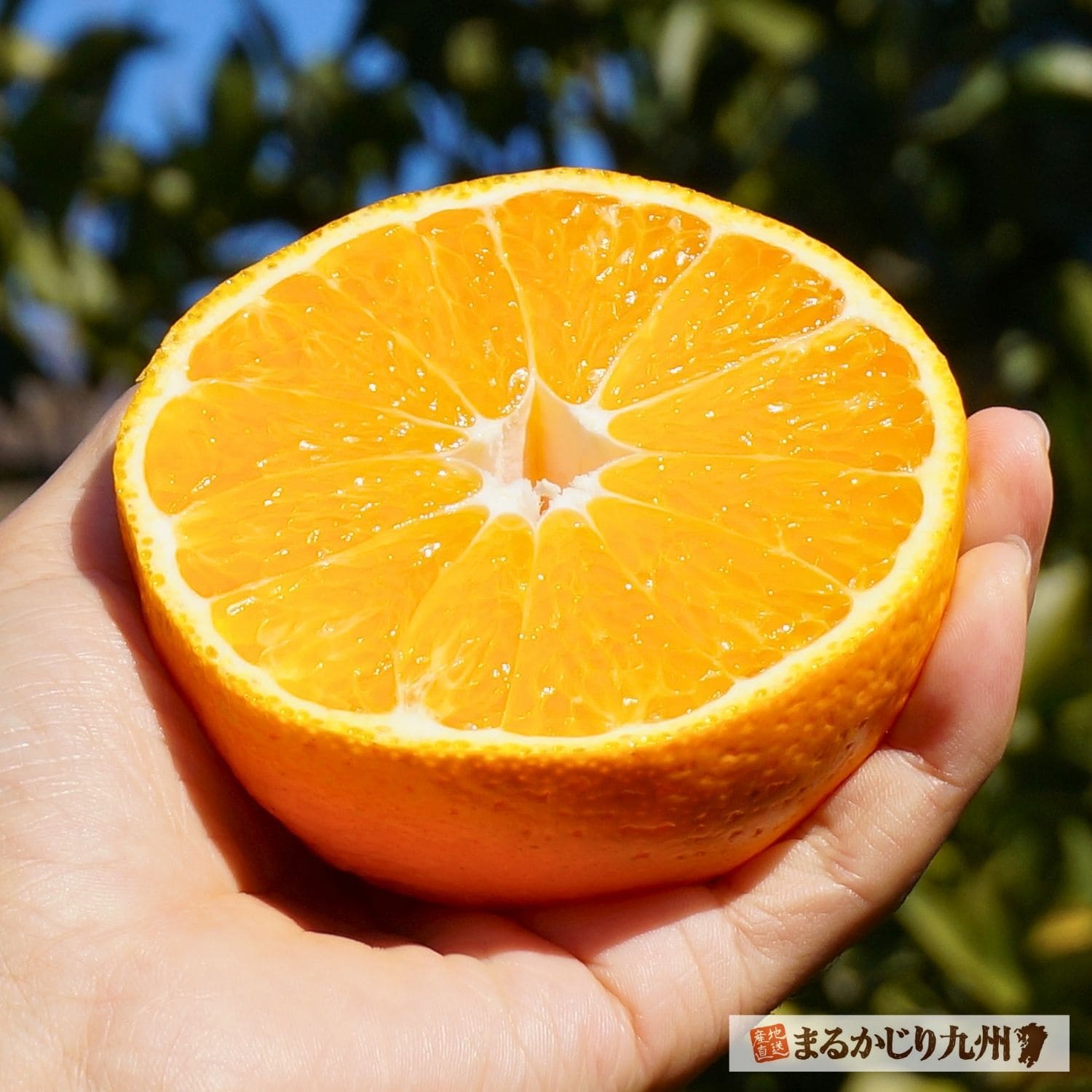 不知火はほとんど種なし