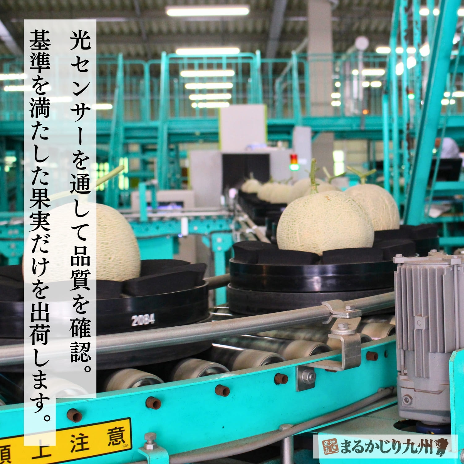 光センサーによるアールスメロンの選果