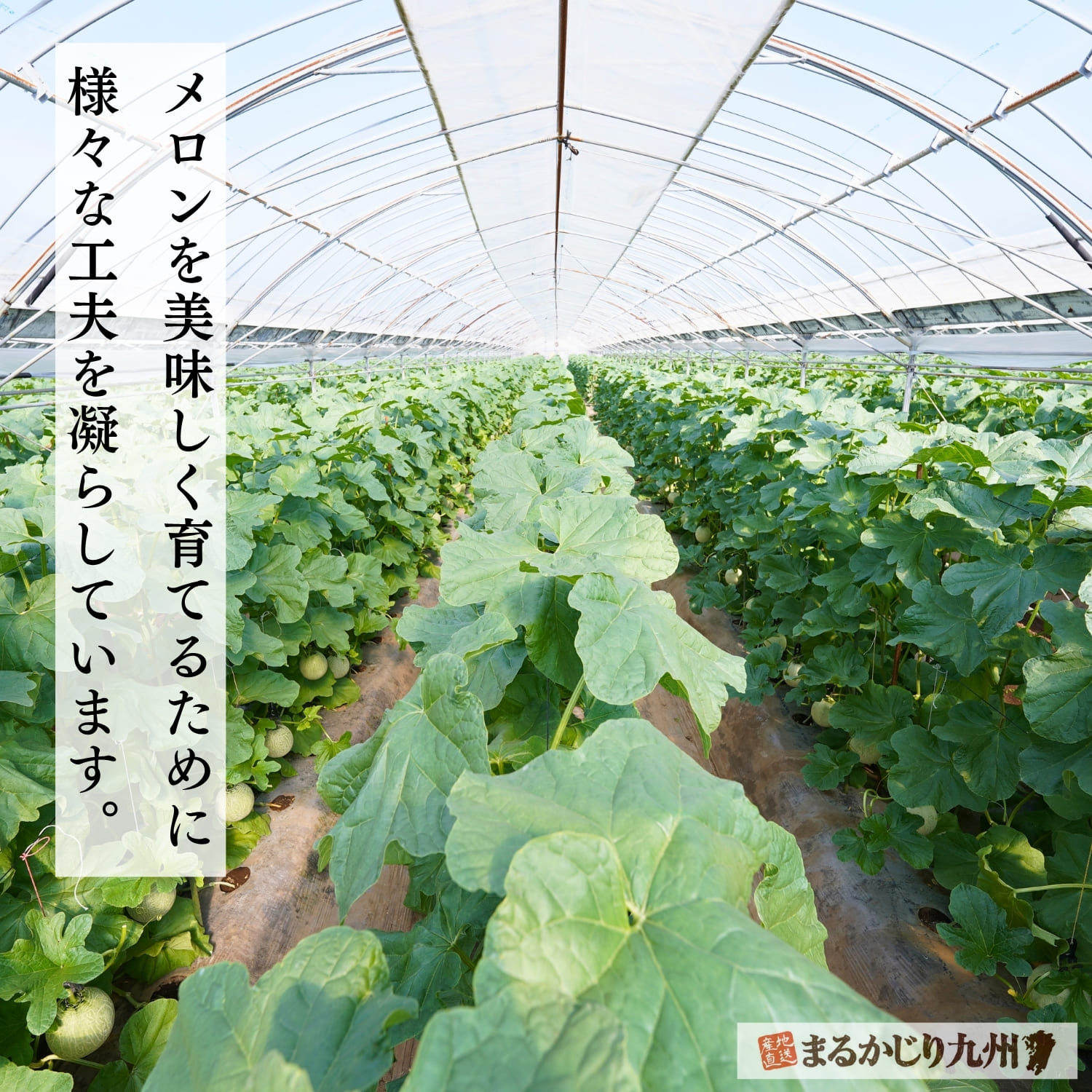 棚状に栽培される熊本県産アールスメロン