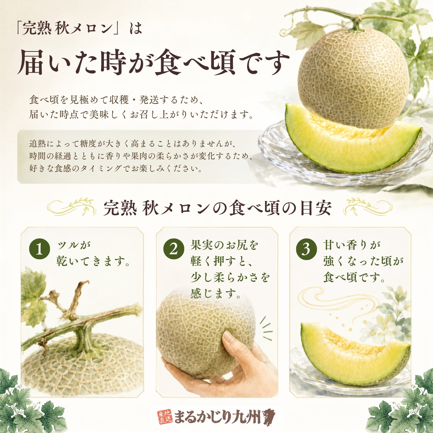 完熟秋メロンの食べ頃