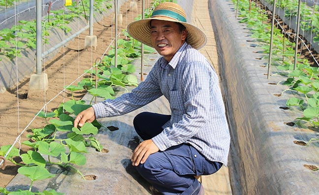 メロン栽培を成功させるためには病気や虫食いの予防、摘果、追肥などの作業が必要。