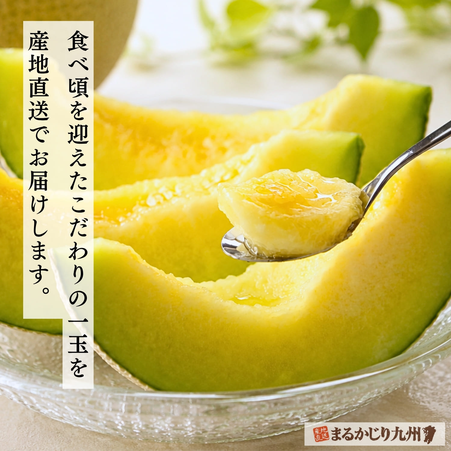 熊本県産完熟秋メロンを産地直送でお届け