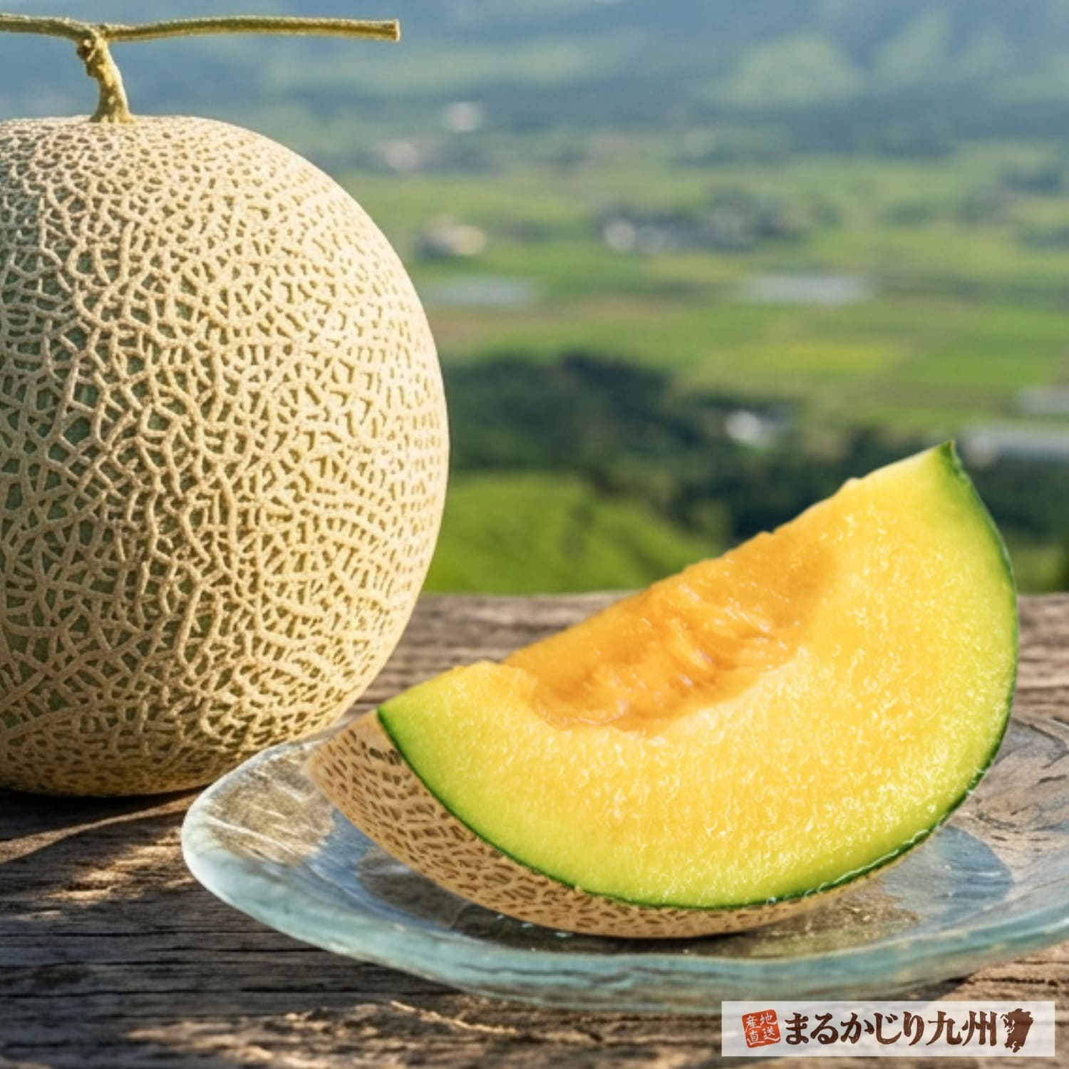 熊本県で収穫された食べ頃の完熟秋メロン
