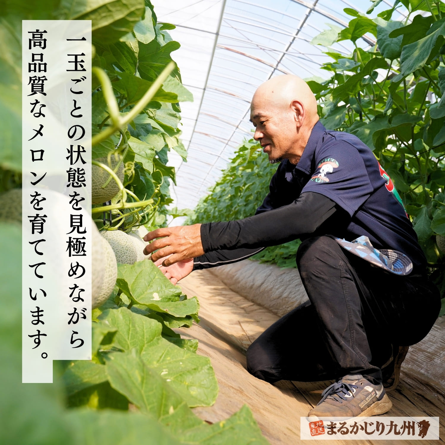 熊本県でアールスメロンを栽培する富岡修さん