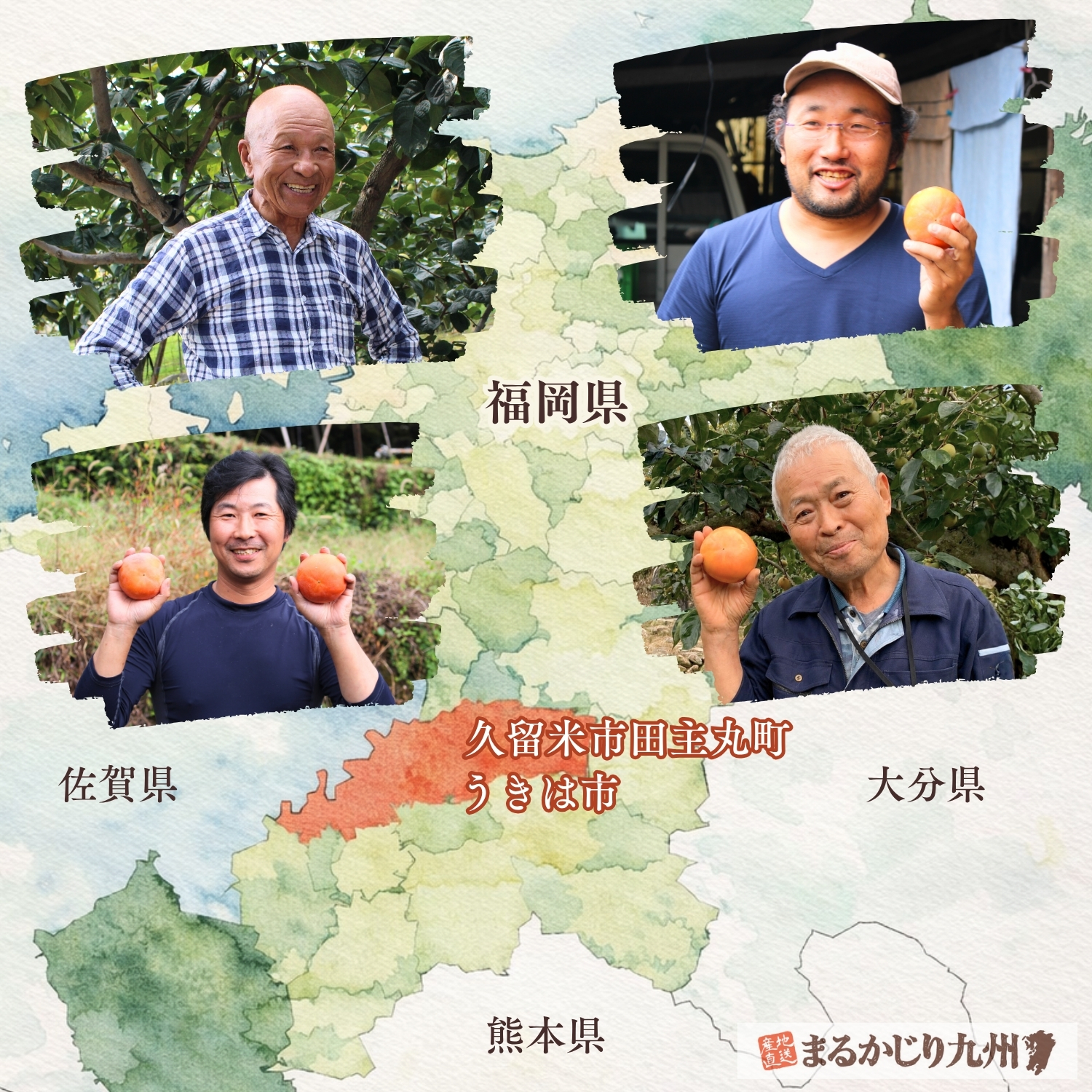 福岡県で富有柿を栽培する契約農家
