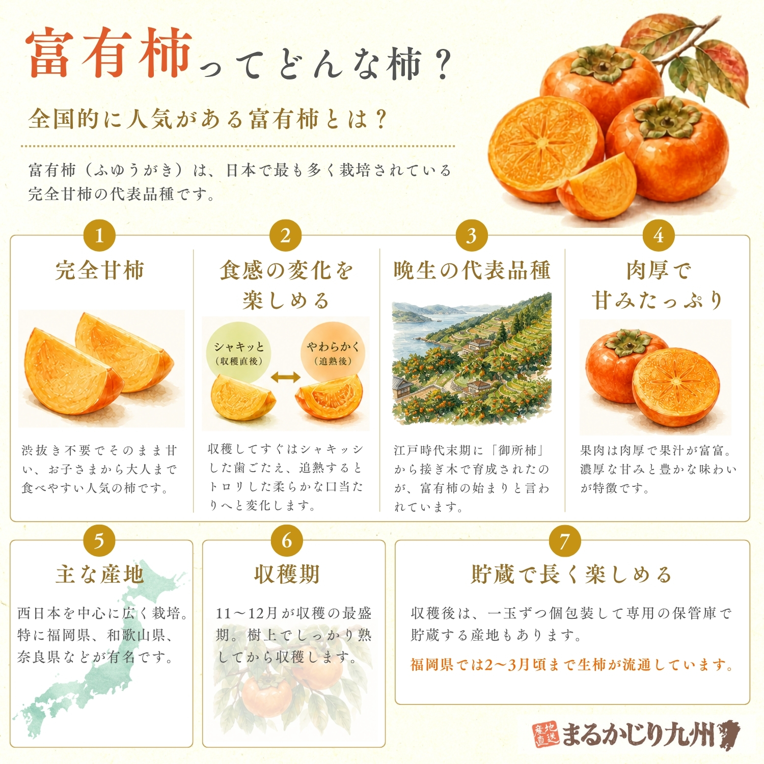 富有柿の特徴をまとめたインフォグラフィック