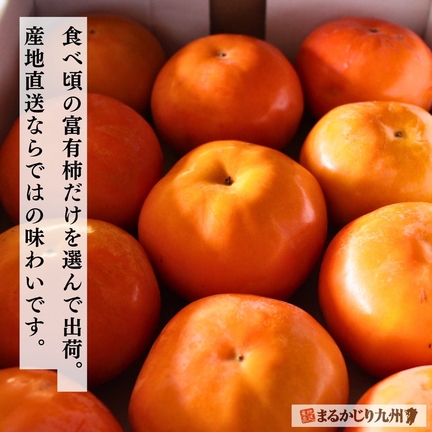 富有柿（ふゆうがき）】美味しい甘柿の人気No.1品種を福岡県より産地