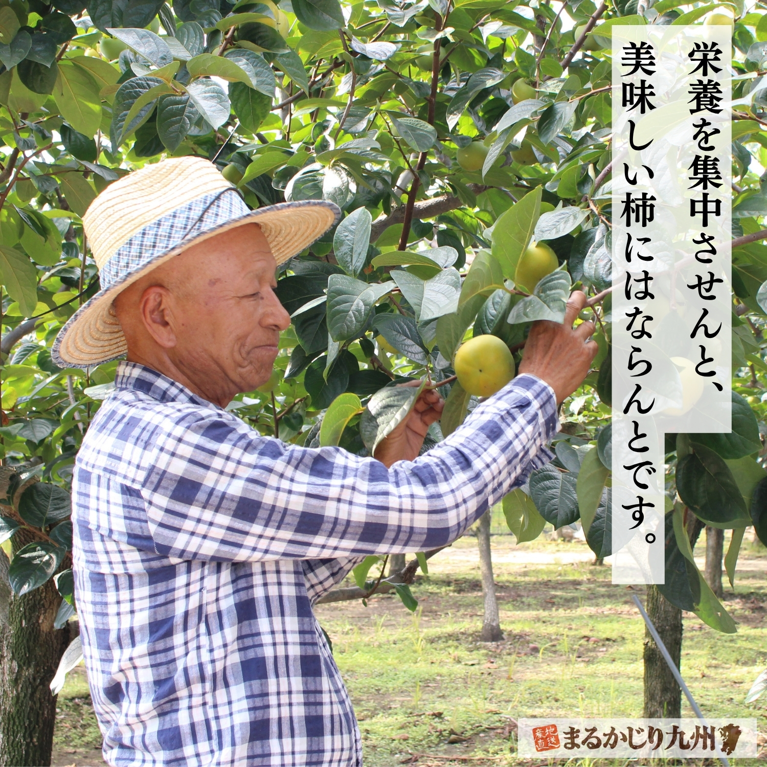 富有柿の枝や実の状態を確認しながら手入れを行う契約農家の行徳さん