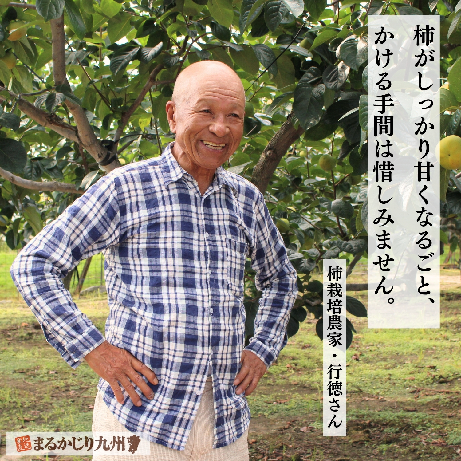富有柿を栽培する契約農家の行徳哲夫さん