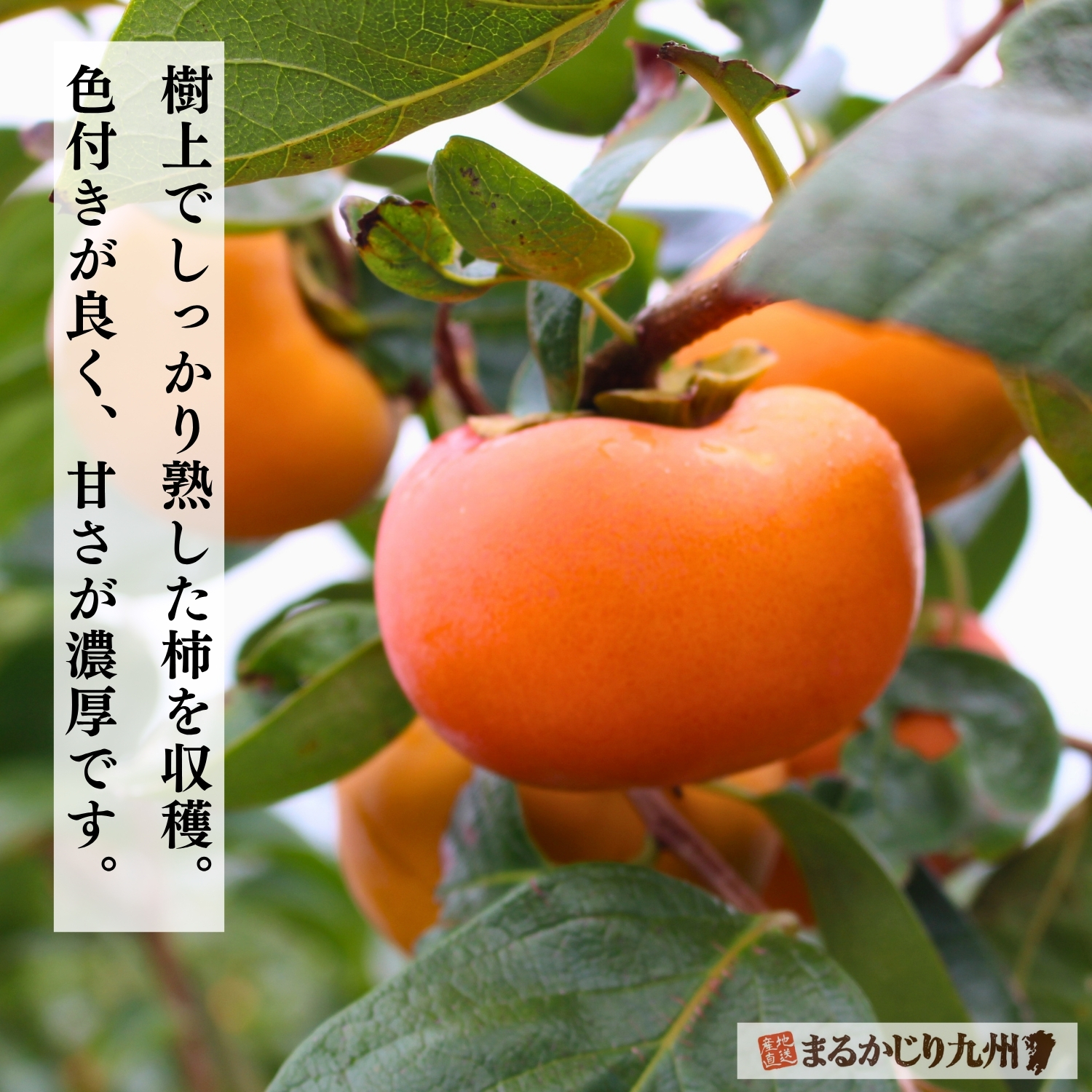 富有柿（ふゆうがき）】美味しい甘柿の人気No.1品種を福岡県より産地