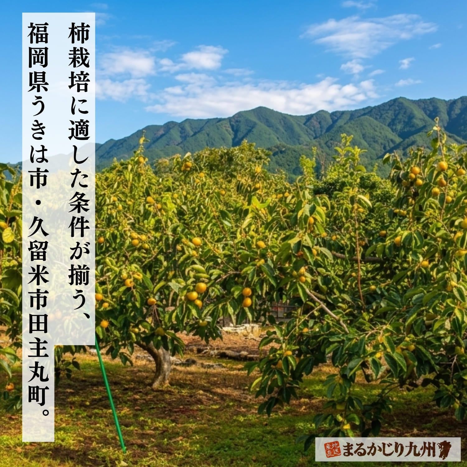 福岡県うきは・田主丸地域に広がる富有柿の果樹園
