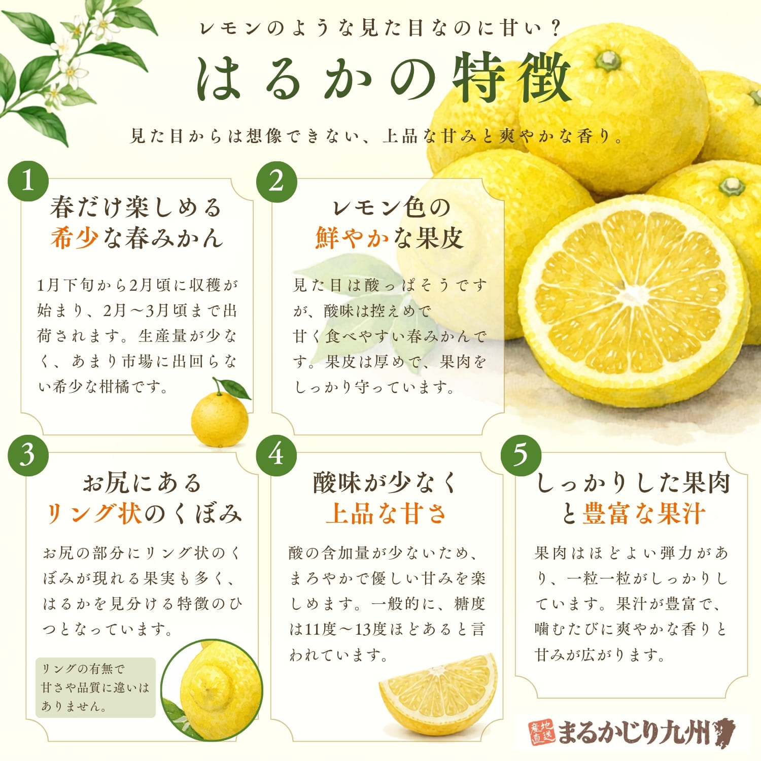 はるかみかんの特徴（黄色い果皮・甘さ・リング状のくぼみ）を解説したインフォグラフィック