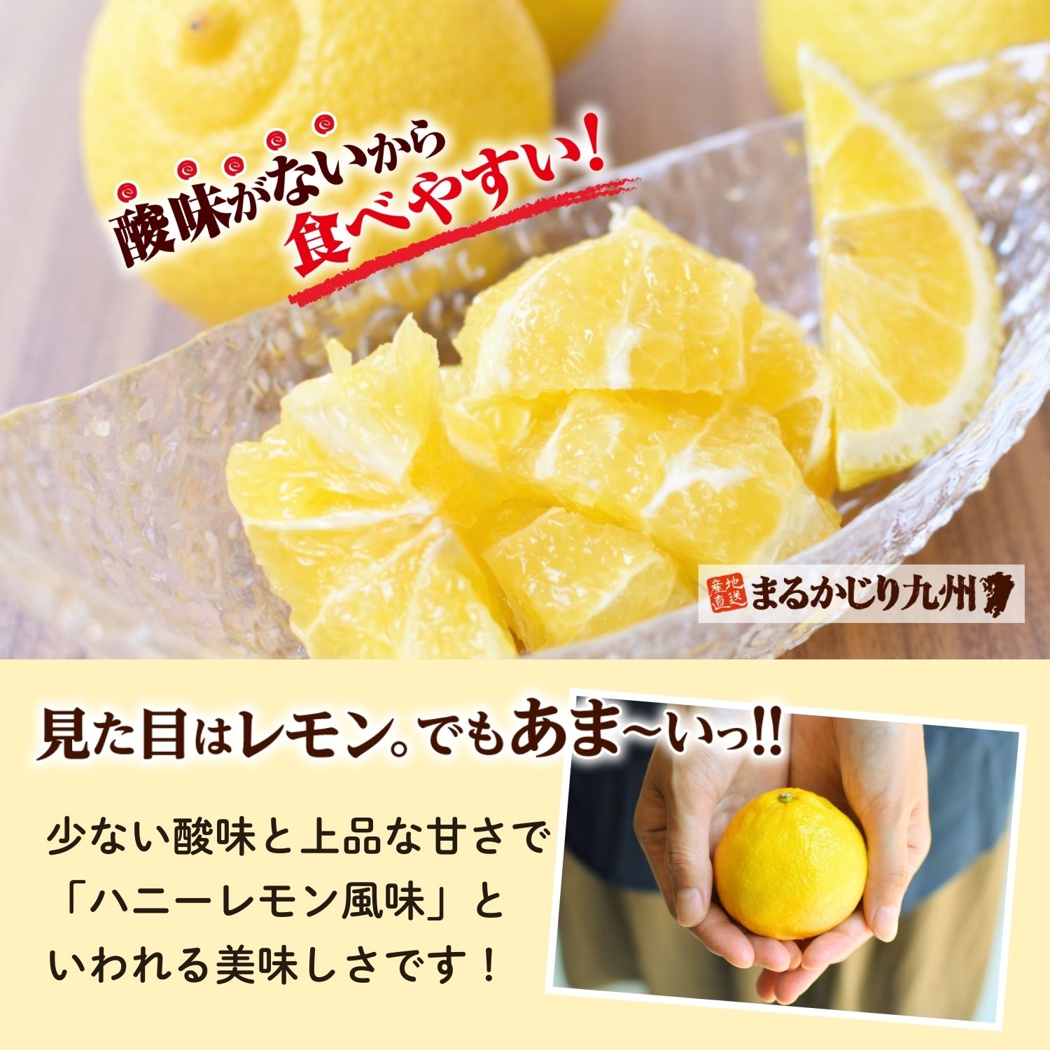 はるか】奇跡のみかんと呼ばれる柑橘を佐賀県より通販でお取り寄せ