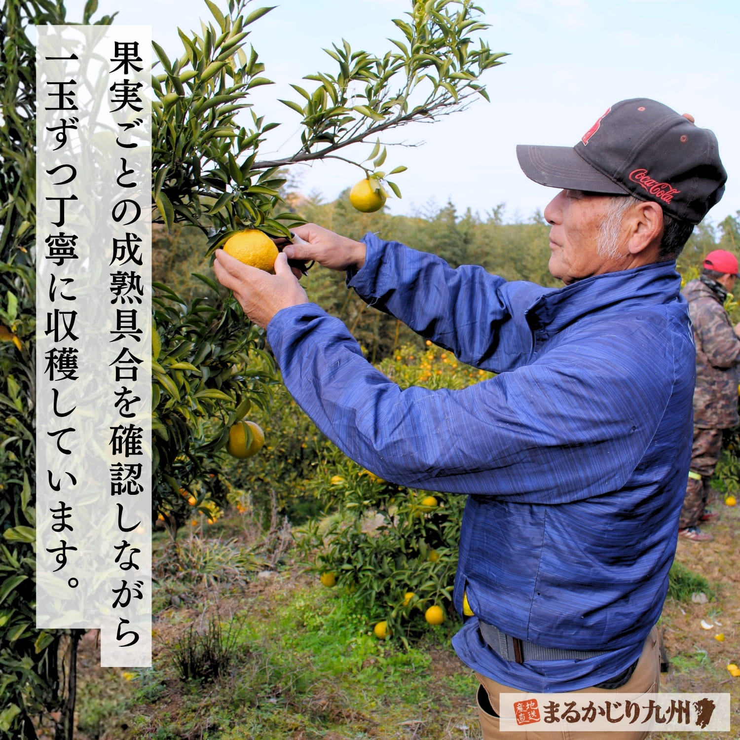 はるかみかん】奇跡のみかんと呼ばれる柑橘「はるか」を佐賀県より通販