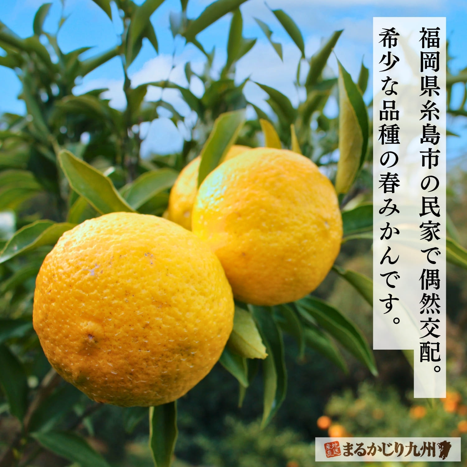はるかみかん】奇跡のみかんと呼ばれる柑橘「はるか」を佐賀県より通販