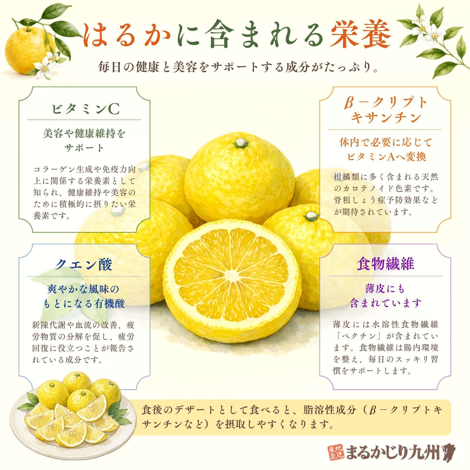 はるかみかん はるかみかん】奇跡のみかんと呼ばれる柑橘「はるか」を佐賀県より通販