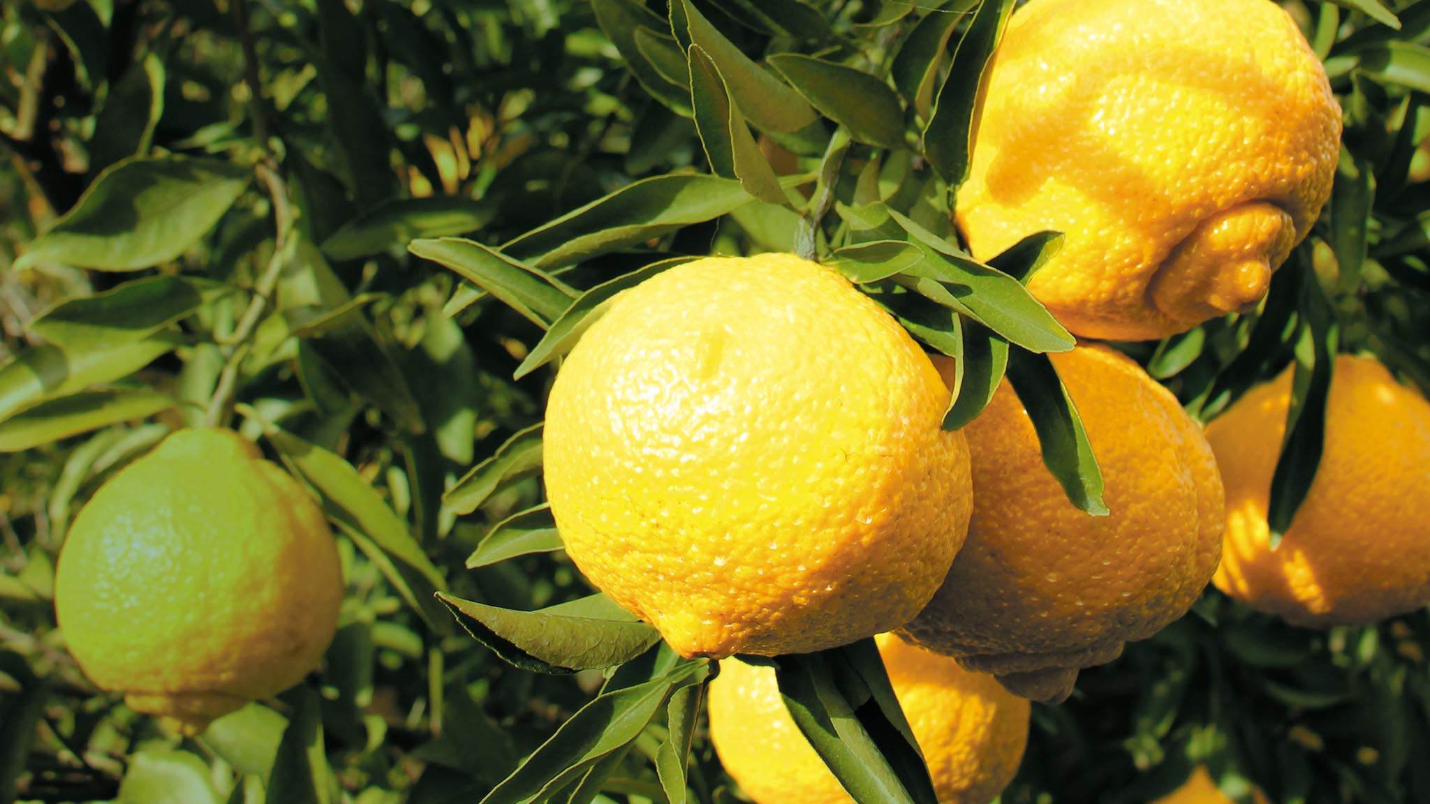 柑橘類の中でも酸味が少なく甘い、はるかみかんを産地直送でお届けします。
