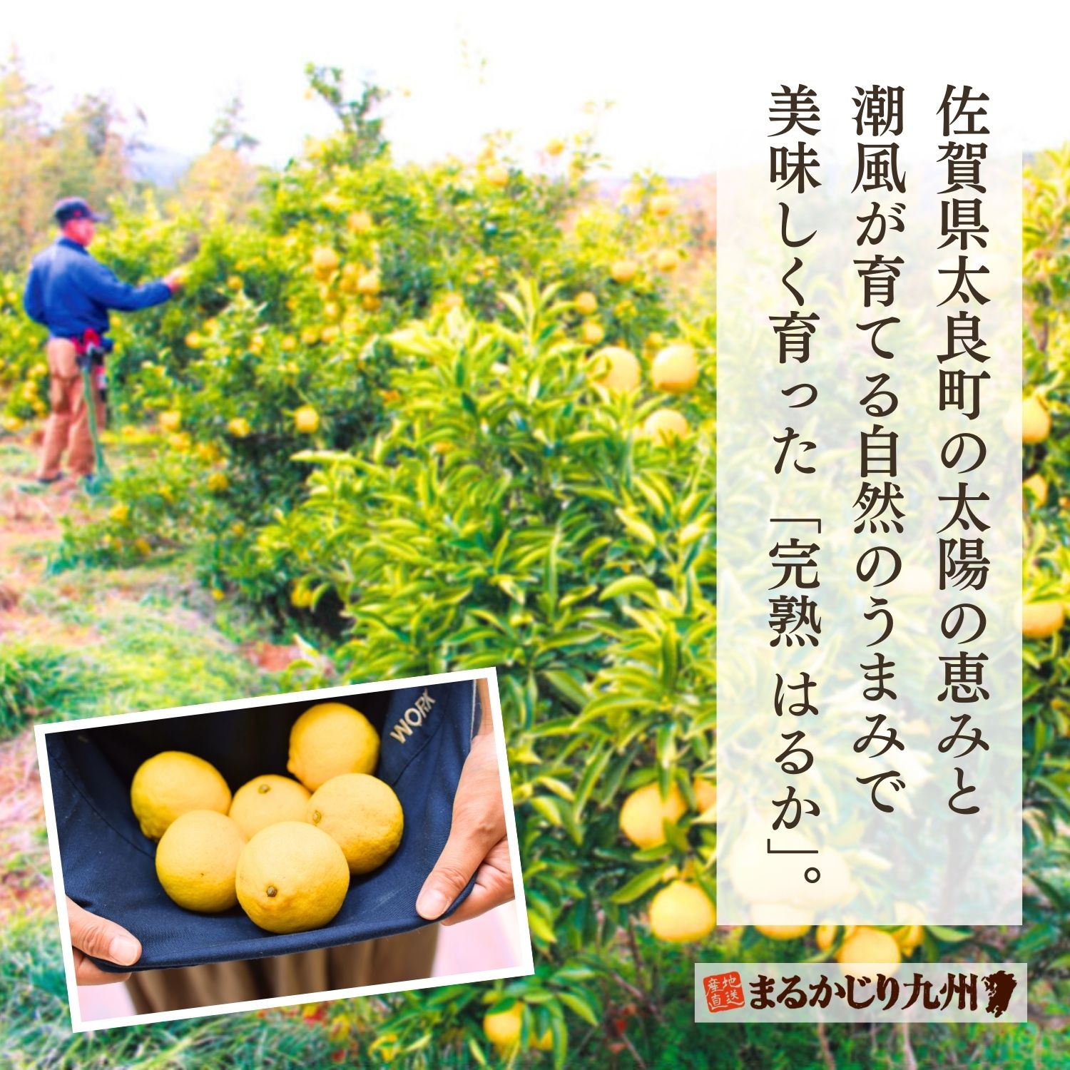 九州有数の柑橘名産地、佐賀県で育てられたはるか