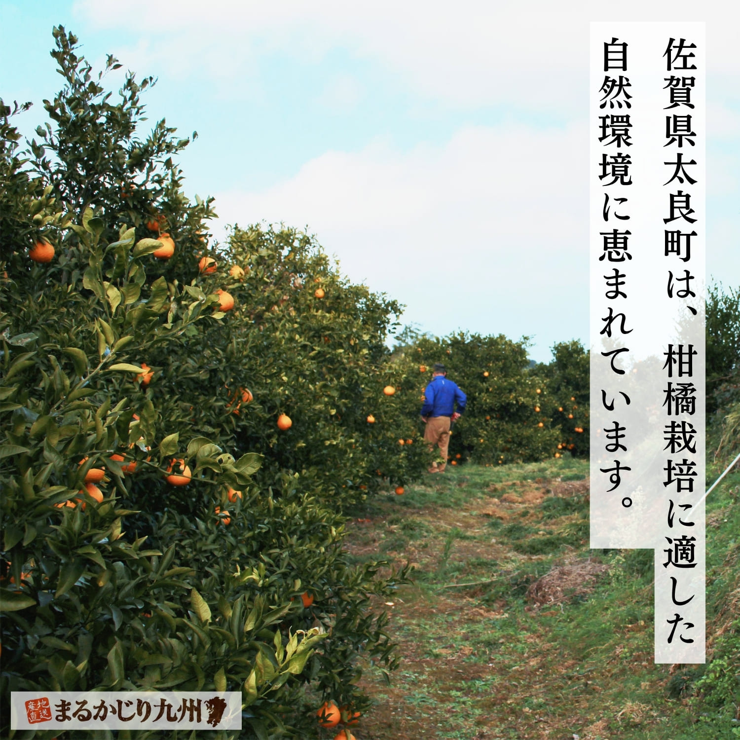 有明海を望む佐賀県太良町のはるかみかん農園。柑橘栽培に適した温暖な環境