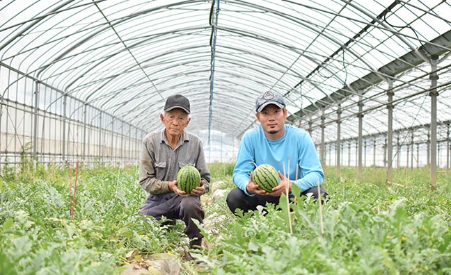 小玉すいかの食べごろを見極めて、美味しいものを収穫しています。