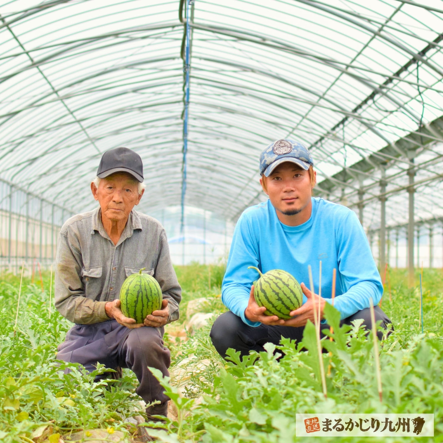 小玉すいかの食べごろを見極めて、美味しいものを収穫しています。