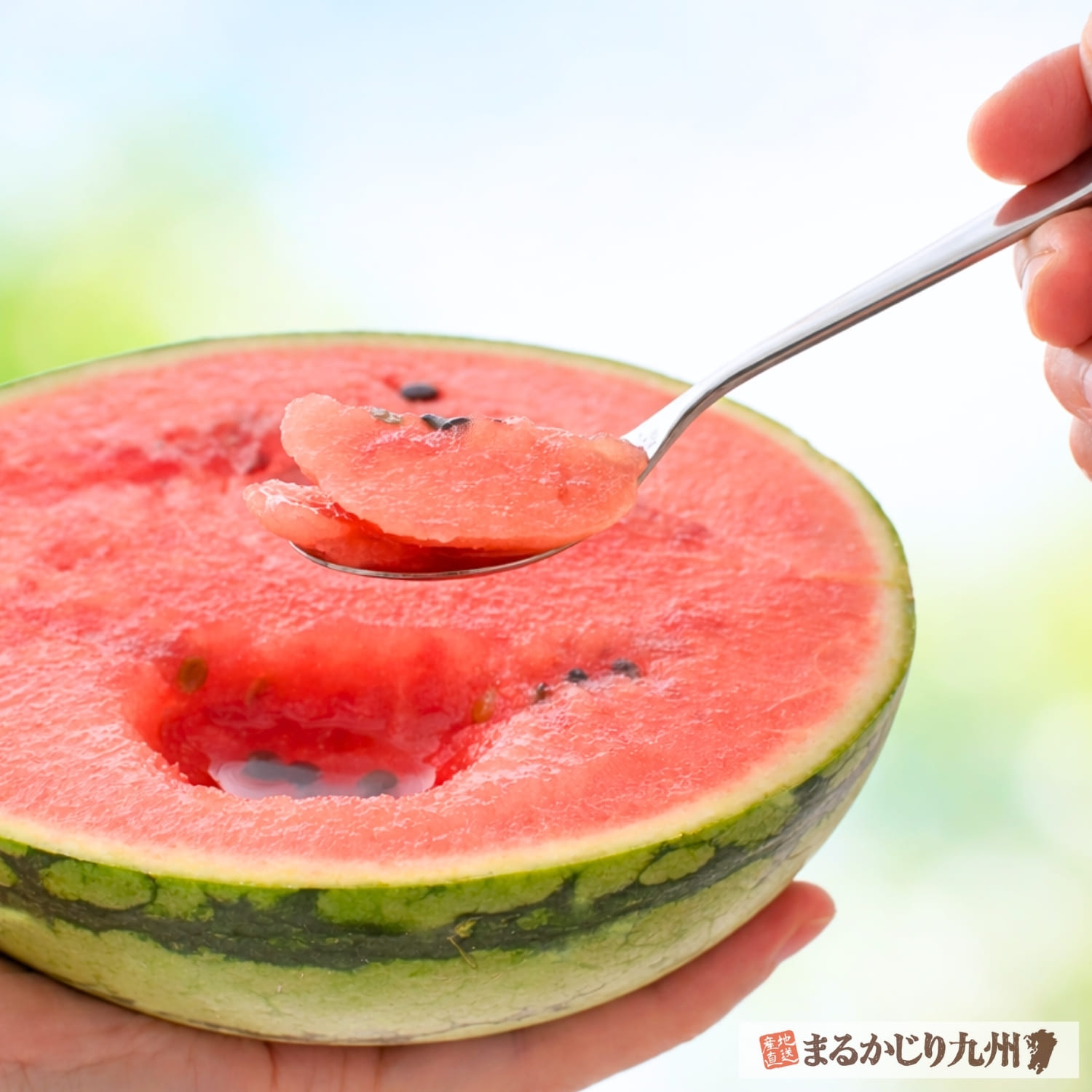 熊本産小玉スイカ ひとりじめ