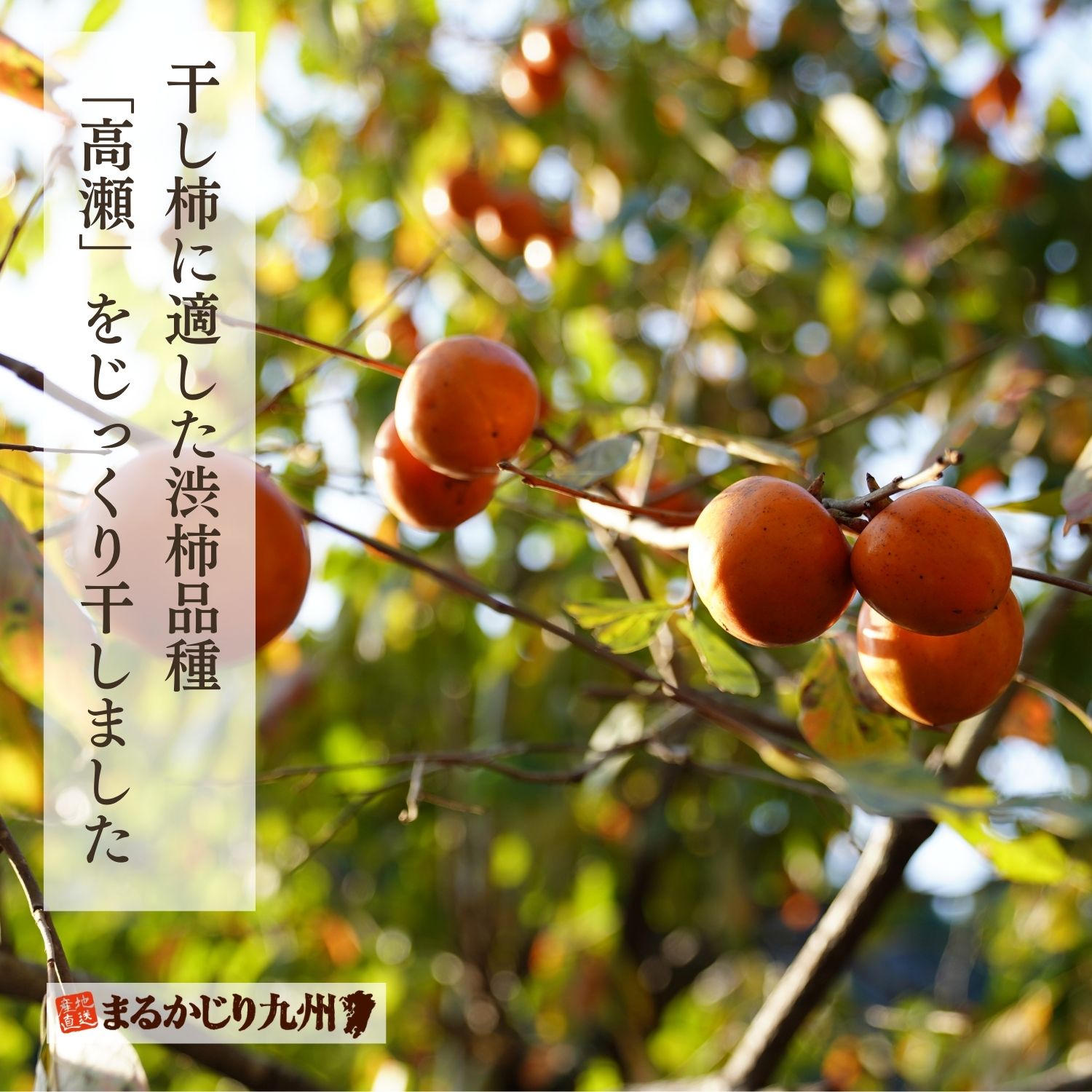 渋柿品種の高瀬柿（はがくしがき）を長期にわたって天日干しし熟成させた美味しさです