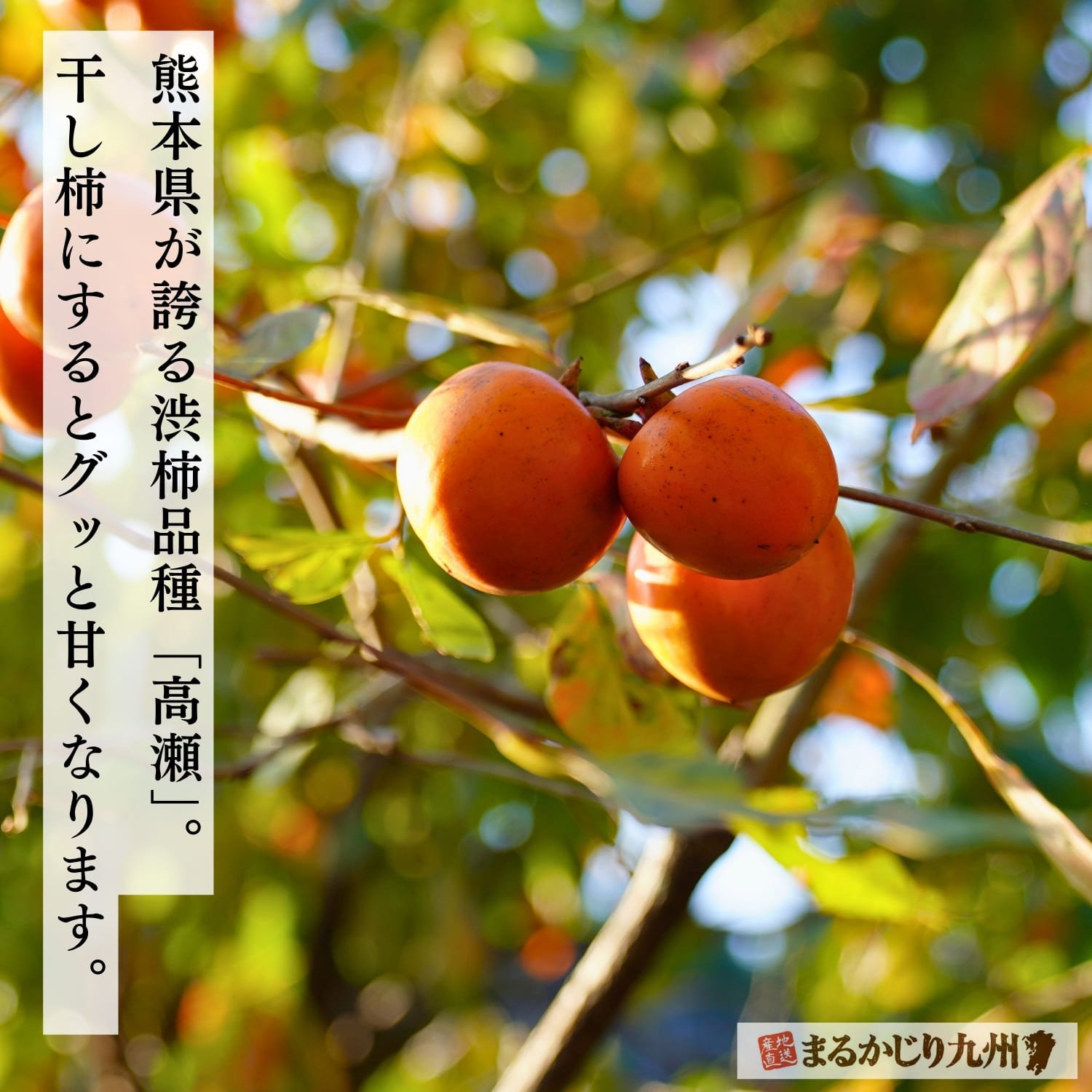 熊本県産高瀬柿 干し柿の原材料となる渋柿