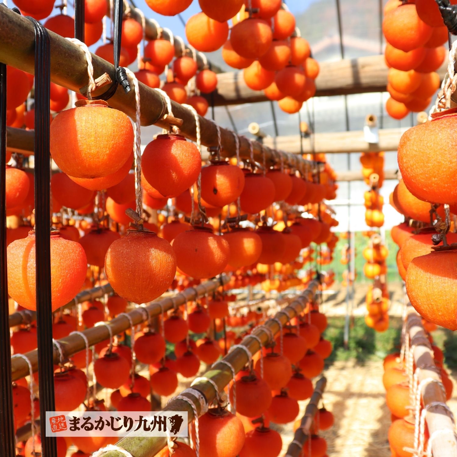 たくさんの干し柿が並ぶ美しい光景は圧巻です。