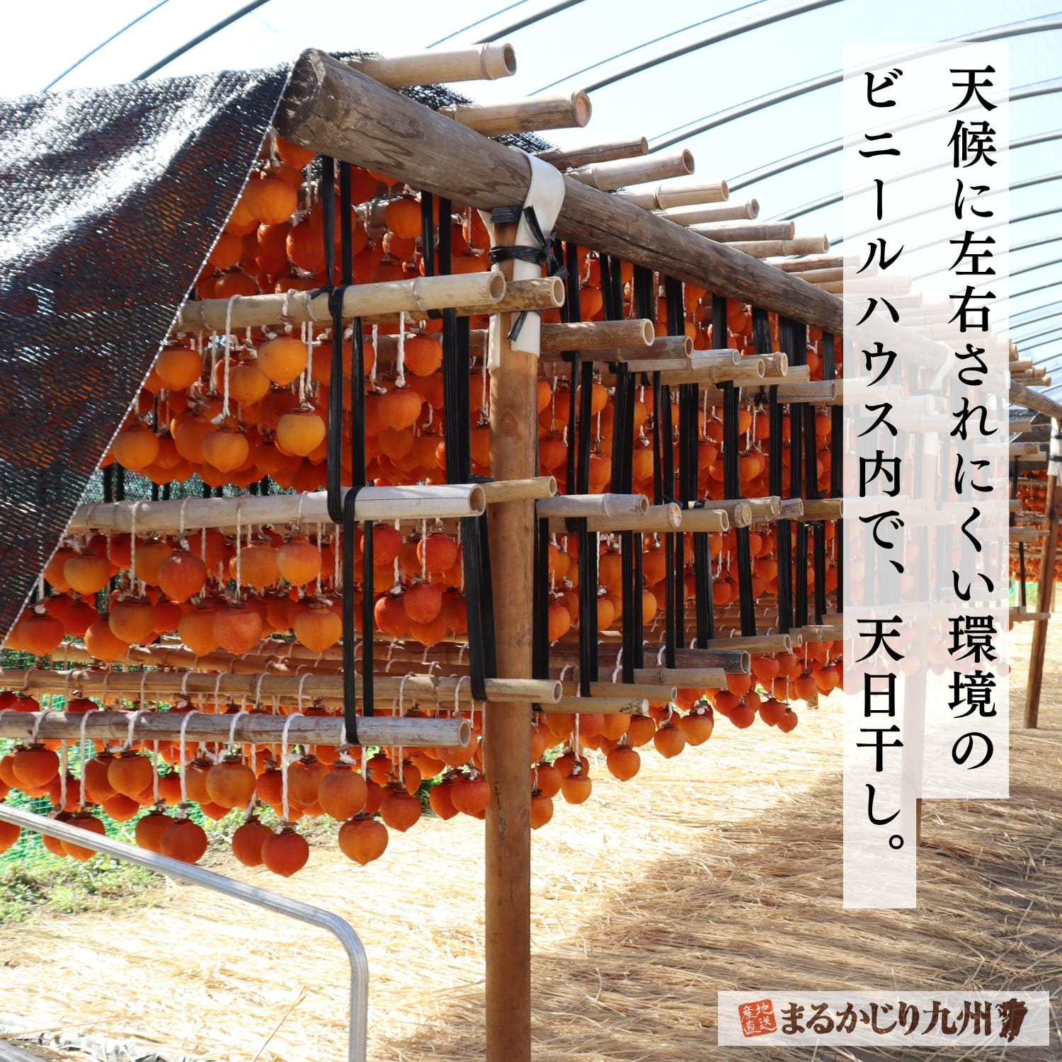熊本県宇城市豊野町のビニールハウスで干される干し柿