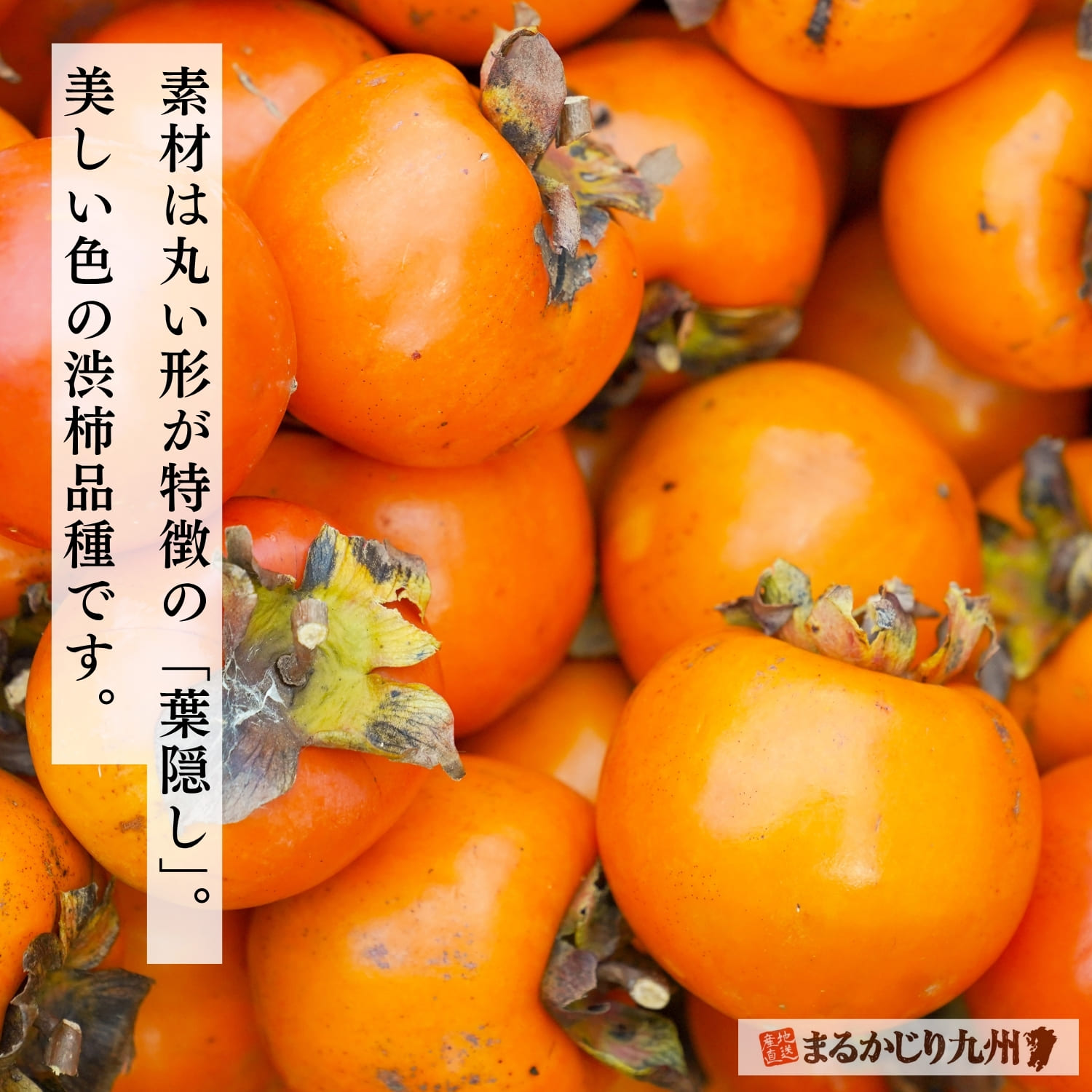 福岡県香春町の干し蜜柿に使われる渋柿・葉隠し（高瀬）